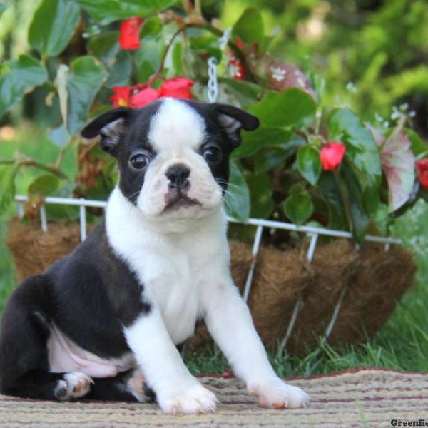 Derek, Boston Terrier Puppy