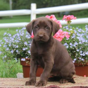 Derek, Labrador Retriever-Chocolate Puppy