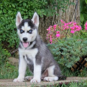 Derek, Siberian Husky Puppy