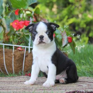 Derek, Boston Terrier Puppy