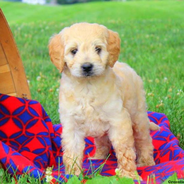 Dessie, Labradoodle-Miniature Puppy