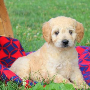 Dessie, Labradoodle-Miniature Puppy