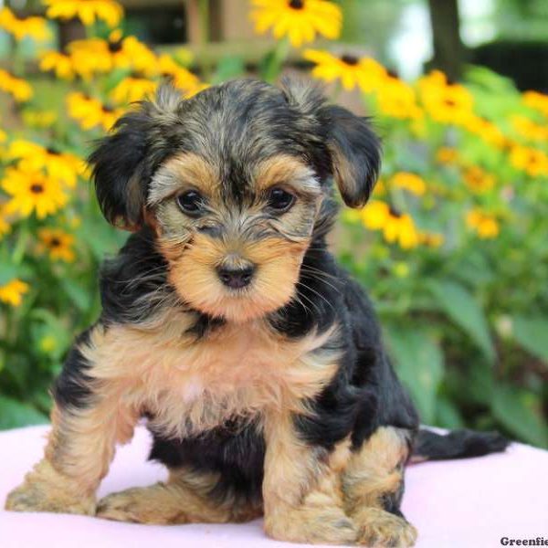 Destiny, Morkie-Poo Puppy