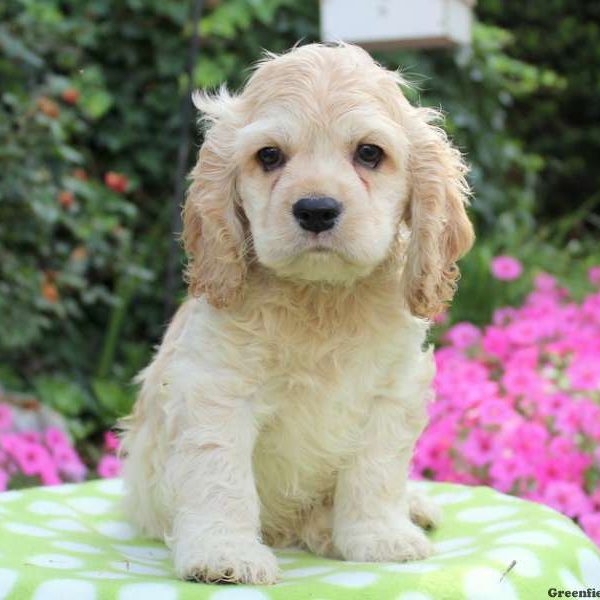 Devin, Cocker Spaniel Puppy