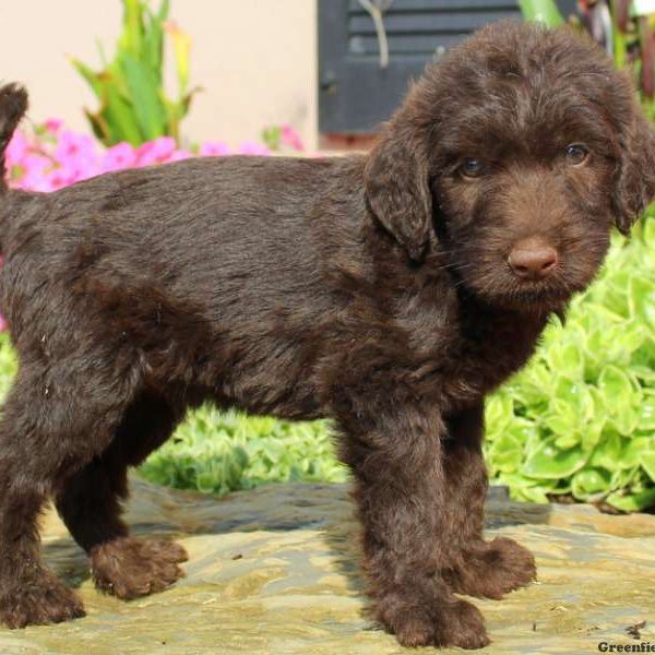 Devin, Labradoodle Puppy