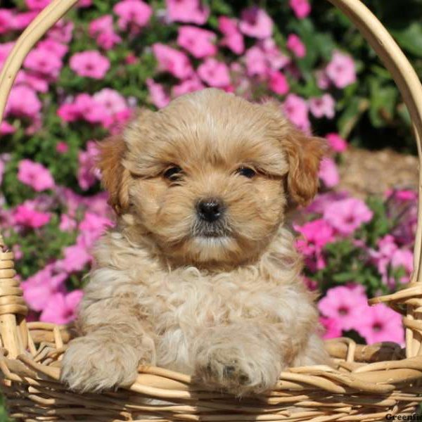 Devin, Shih-Poo Puppy