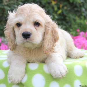 Devin, Cocker Spaniel Puppy