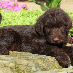 Devin, Labradoodle Puppy