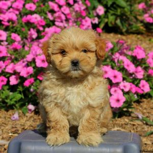 Devin, Shih-Poo Puppy