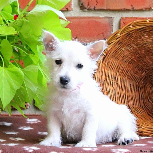 Dexter, West Highland Terrier Puppy