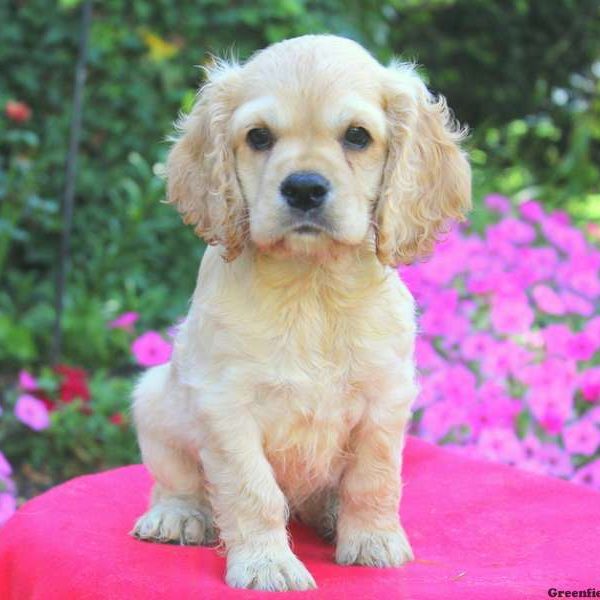 Dexter, Cocker Spaniel Puppy