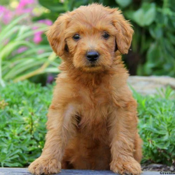 Dexter, Goldendoodle Puppy