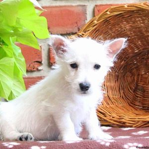 Dexter, West Highland Terrier Puppy