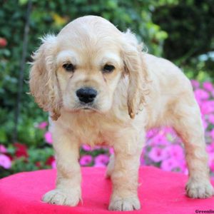 Dexter, Cocker Spaniel Puppy