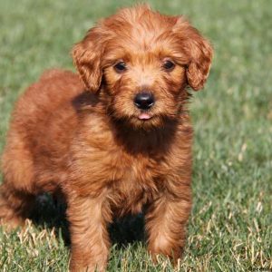 Dexter, Goldendoodle Puppy