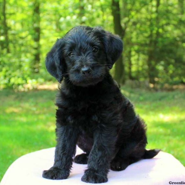 Diamond Hope, Labradoodle-Miniature Puppy