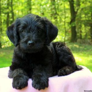 Diamond Hope, Labradoodle-Miniature Puppy