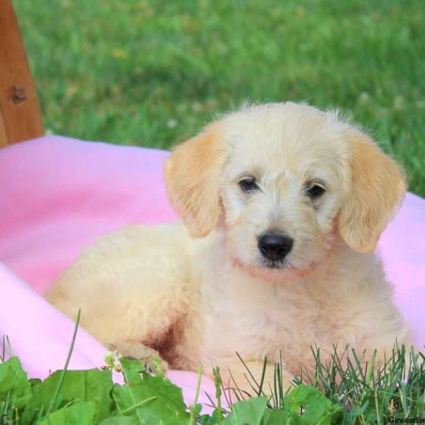 Diamond, Labradoodle-Miniature Puppy