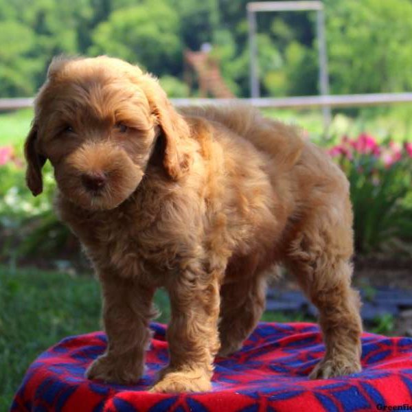 Diamond, Goldendoodle-Miniature Puppy