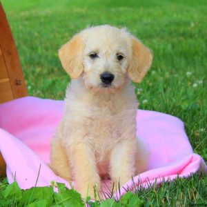 Diamond, Labradoodle-Miniature Puppy