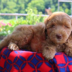 Diamond, Goldendoodle-Miniature Puppy