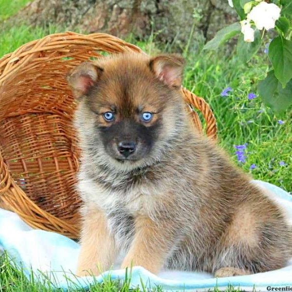 Diane, Pomsky Puppy