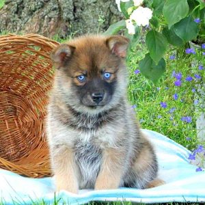 Diane, Pomsky Puppy