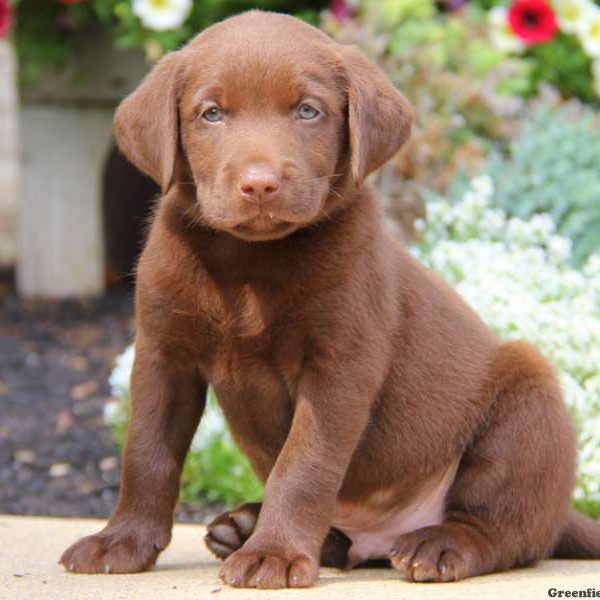 Diego, Labrador Retriever-Chocolate Puppy