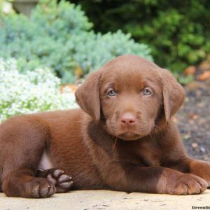 Diego, Labrador Retriever-Chocolate Puppy