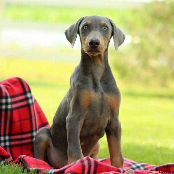 Diesel, Doberman Pinscher Puppy