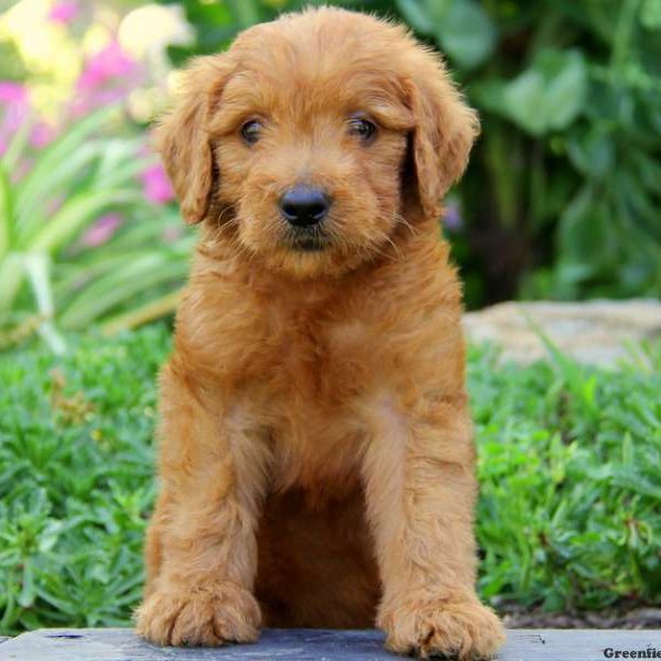 Diesel, Goldendoodle Puppy