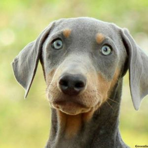 Diesel, Doberman Pinscher Puppy