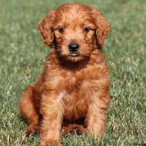 Diesel, Goldendoodle Puppy