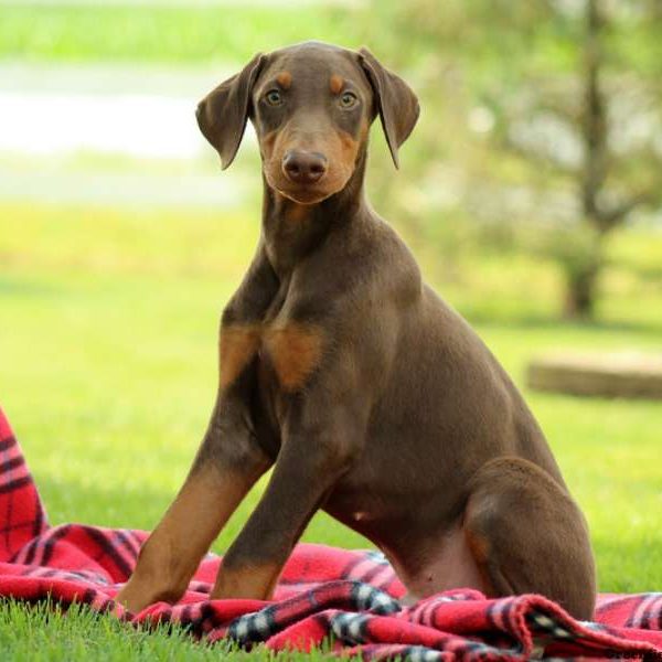 Dill, Doberman Pinscher Puppy