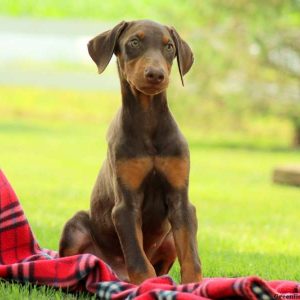 Dill, Doberman Pinscher Puppy