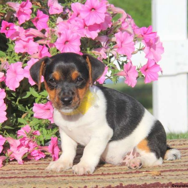 Dixie, Jack Russell Terrier Puppy