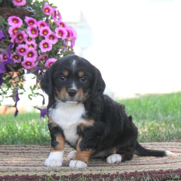 Dixie, English Springer Spaniel Mix Puppy