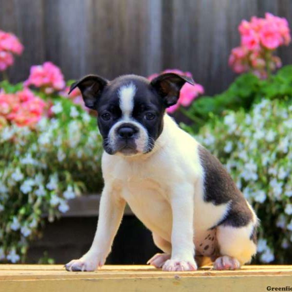 Dixie, Boston Terrier Puppy