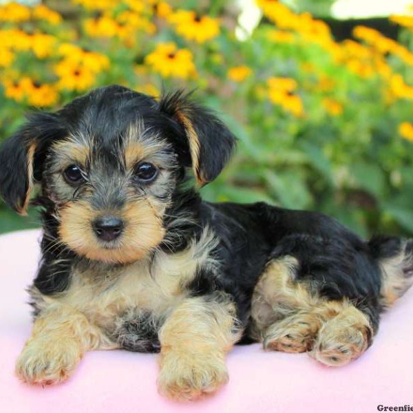 Dixie, Morkie-Poo Puppy