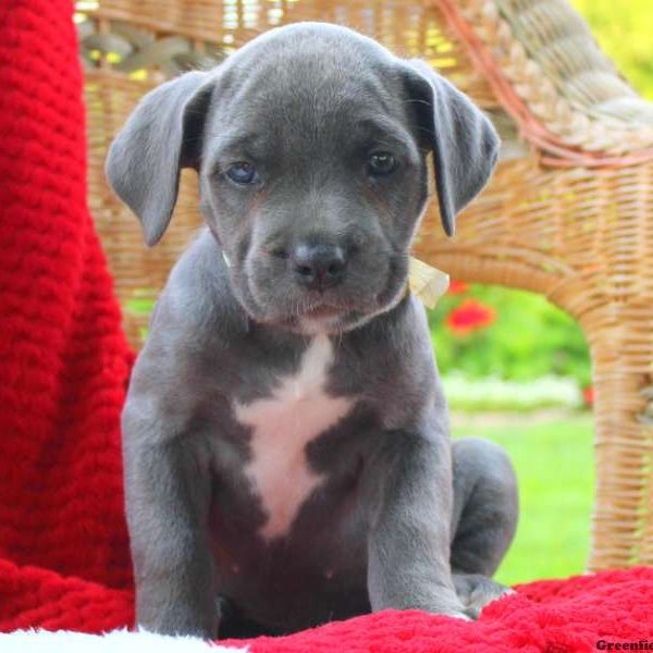 Dixie, Cane Corso Puppy