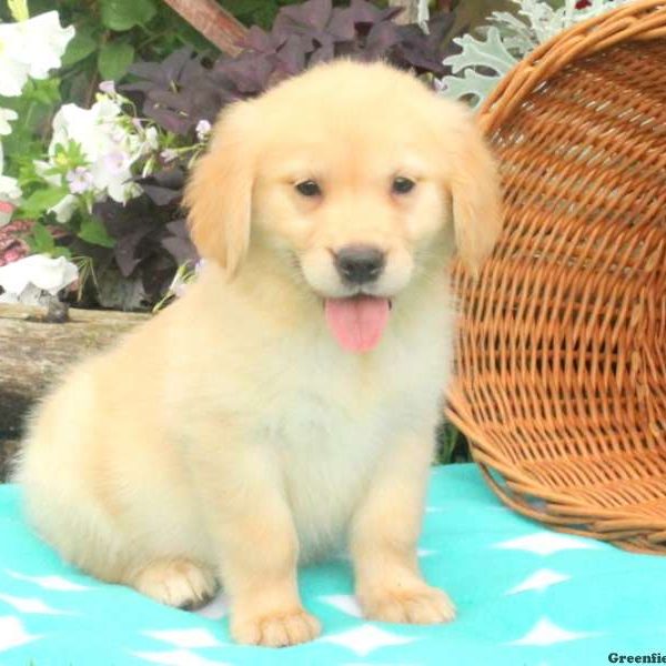 Dixie, Golden Retriever Puppy