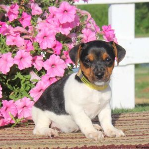 Dixie, Jack Russell Terrier Puppy