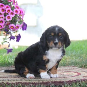 Dixie, English Springer Spaniel Mix Puppy