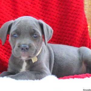 Dixie, Cane Corso Puppy