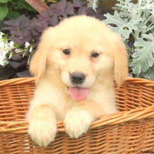 Dixie, Golden Retriever Puppy