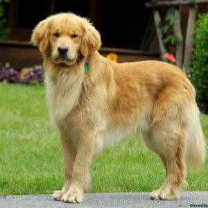 Dixie, Golden Retriever Puppy