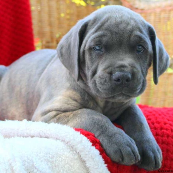 Dodge, Cane Corso Puppy