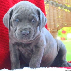 Dodge, Cane Corso Puppy