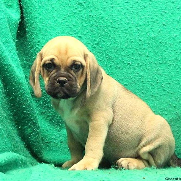 Dodger, Puggle Puppy