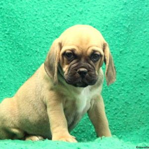 Dodger, Puggle Puppy